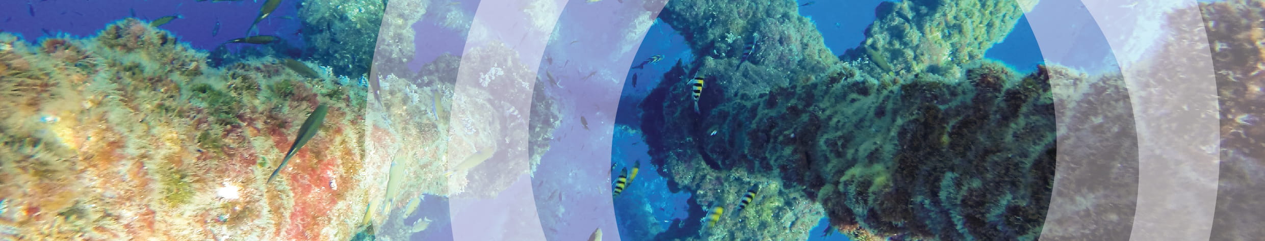 Live coral reef and fish swimming underwater in the Great Barrier Reef